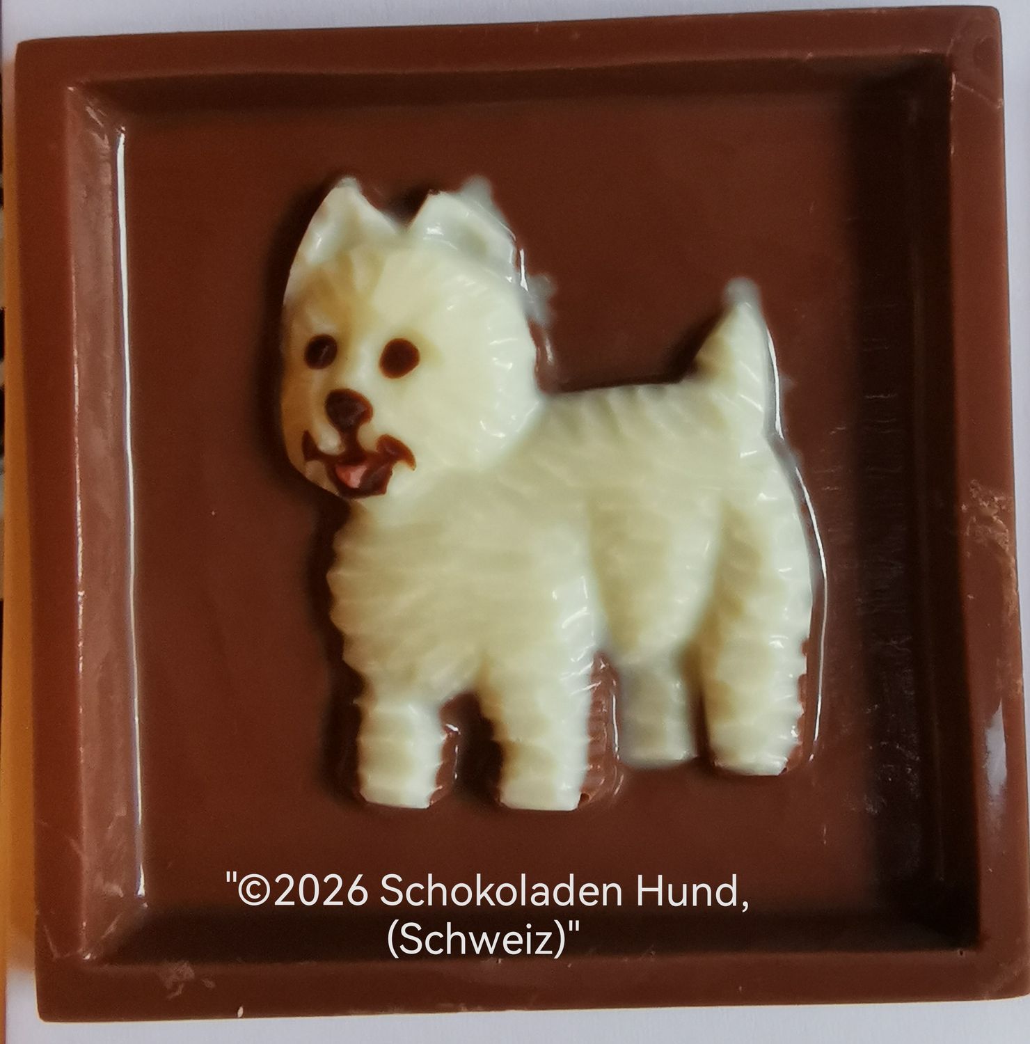 "Schoggi Westi"West Highland Terrier