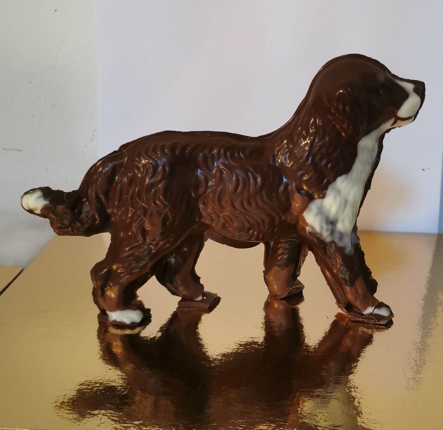 Bernersennenhund laufend