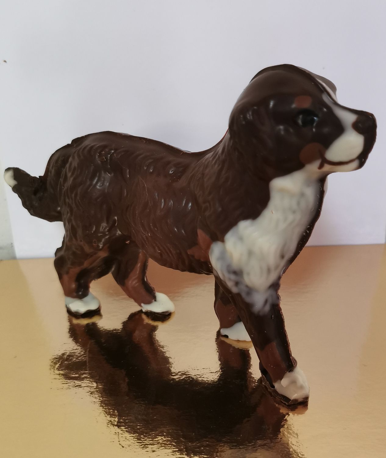 Bernersennenhund laufend