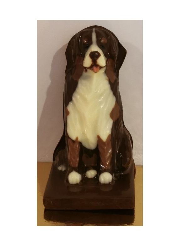 Berner Sennenhund Sitzend