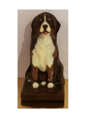 Berner Sennenhund Sitzend