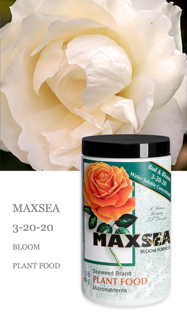 Maxsea Bloom 3-20-20 1.5 lb
