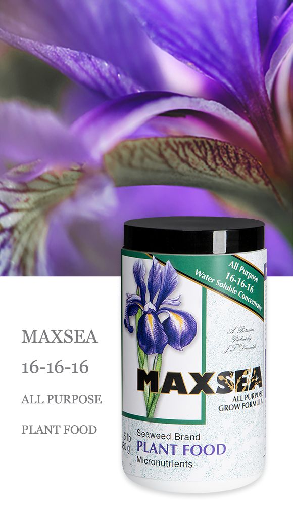 Maxsea All Purpose 16-16-16 1.5 lb