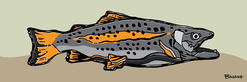 ORANGE TROUT | CANVAS | ILLUSTRATION | 1:3 RATIO