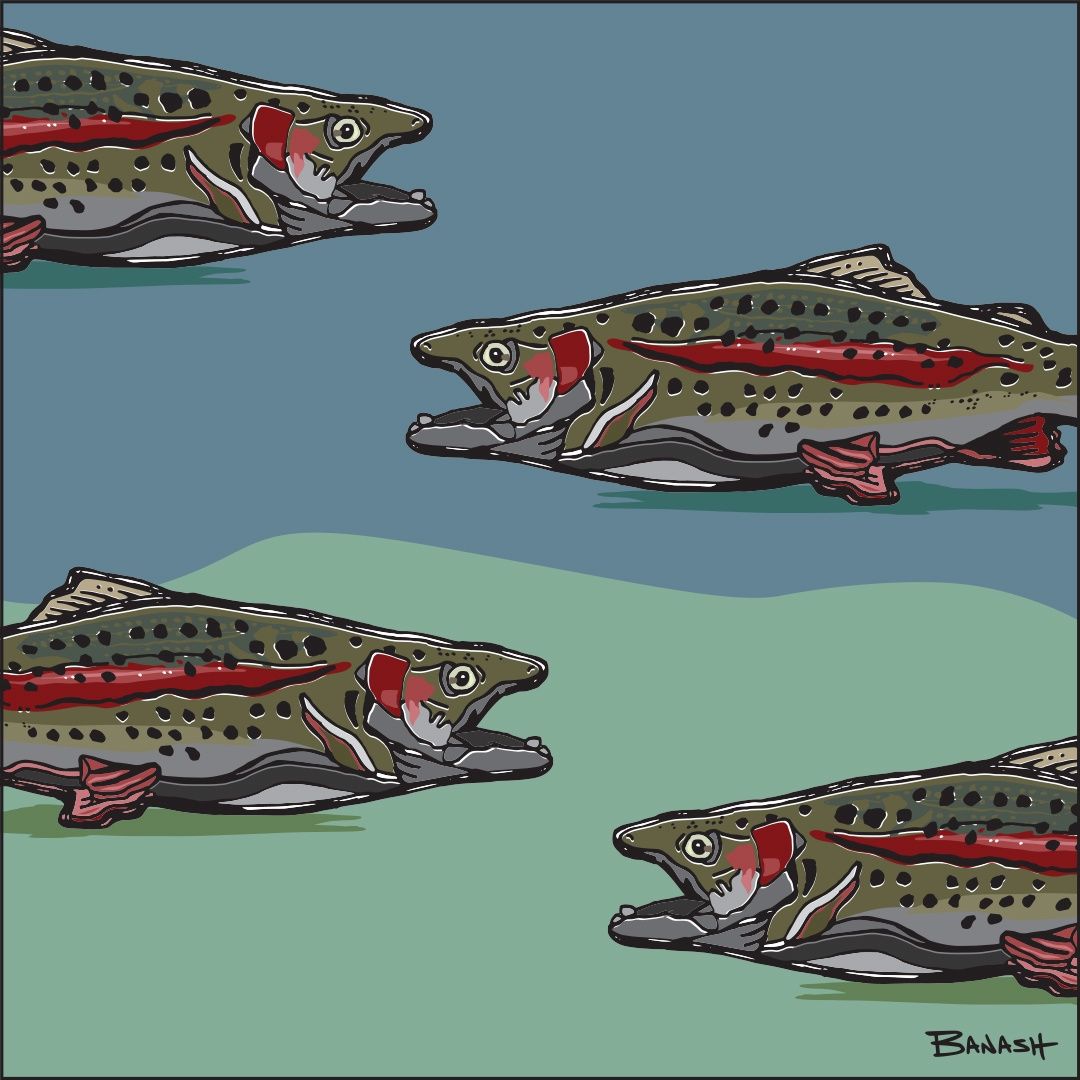 ANIMAS RIVER RAINBOW TROUT | LOOSE PRINT | ILLUSTRATION | 1:1 RATIO