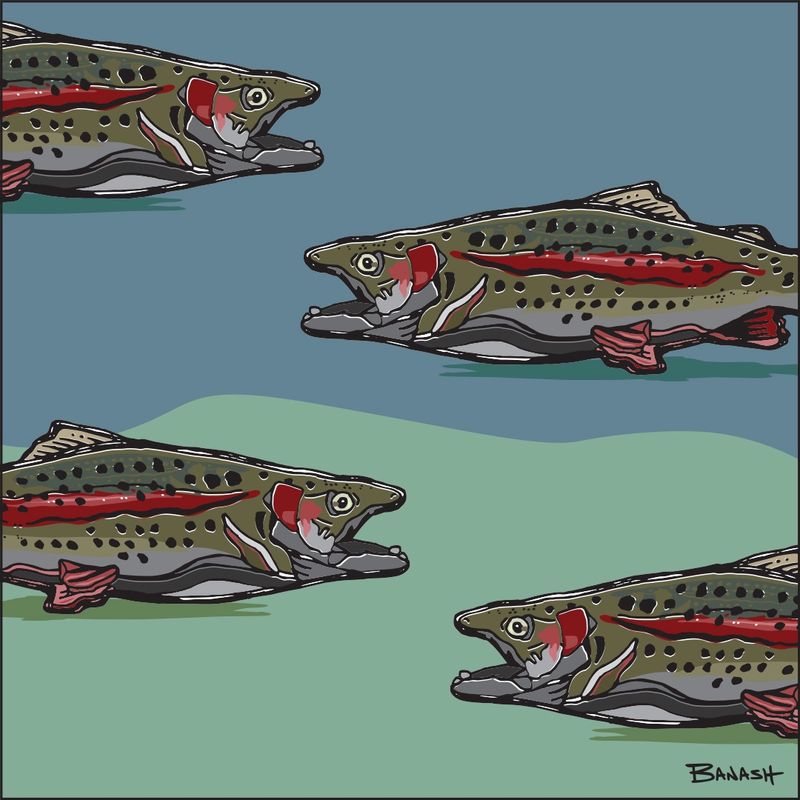 ANIMAS RIVER RAINBOW TROUT | LOOSE PRINT | ILLUSTRATION | 1:1 RATIO