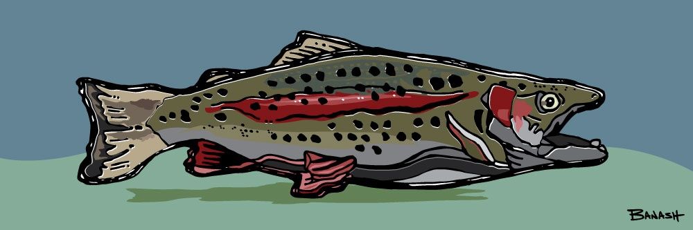 ANIMAS RIVER RAINBOW TROUT SOLO | LOOSE PRINT | ILLUSTRATION | 1:1 RATIO