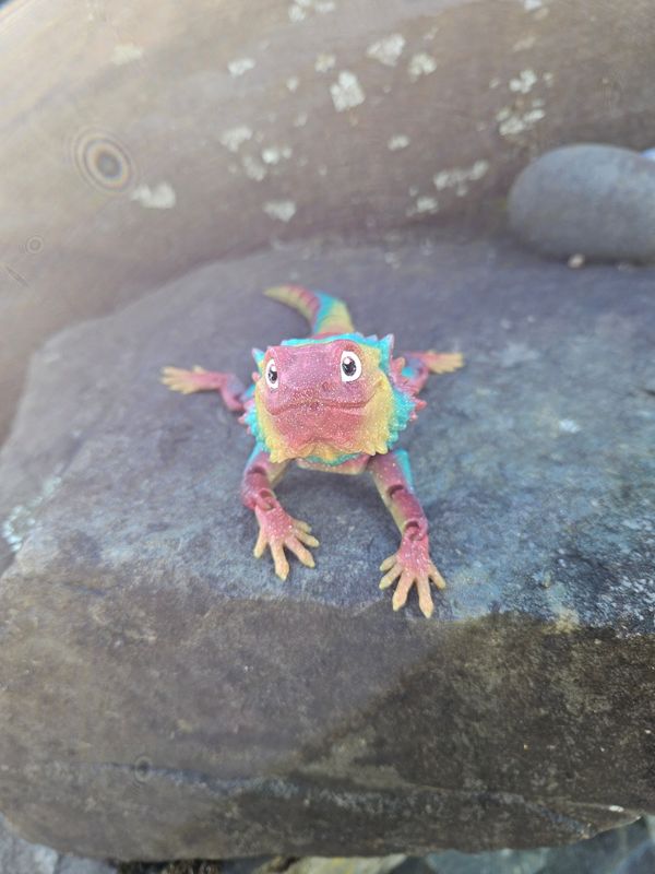 Bearded Dragon