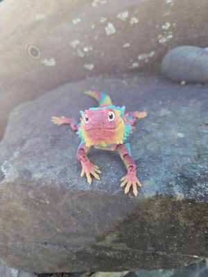 Bearded Dragon