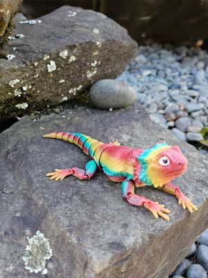 Bearded Dragon