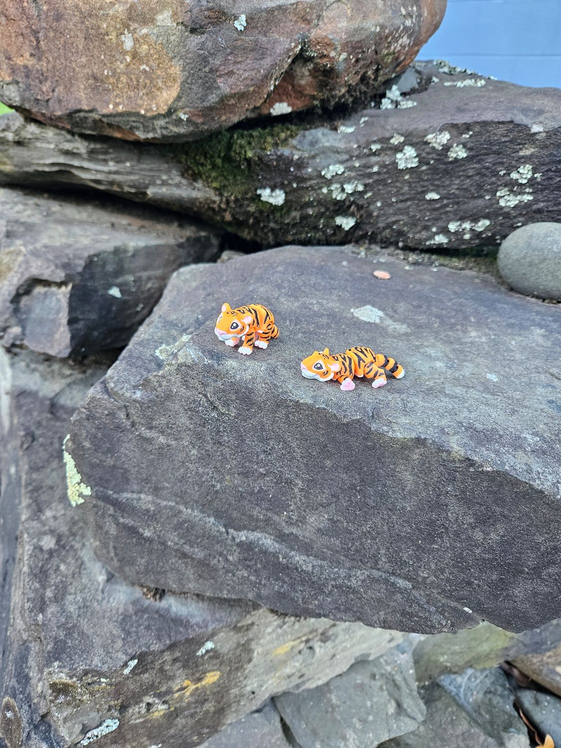 Baby Tiger