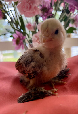 Day-Old Chick