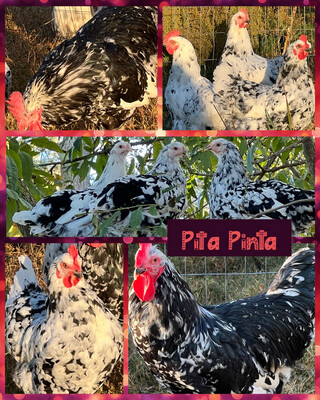 Pita Pinta Austriana Hatching Egg