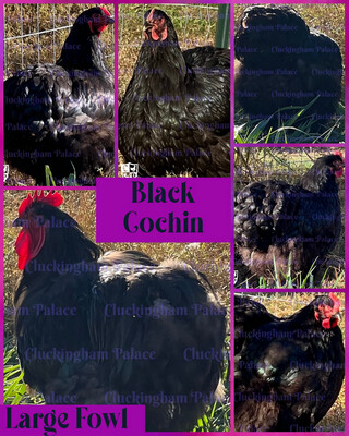 Black Large Fowl Cochin Hatching Eggs