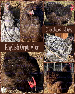 Chocolate/Mauve English Orpington Hatching Eggs