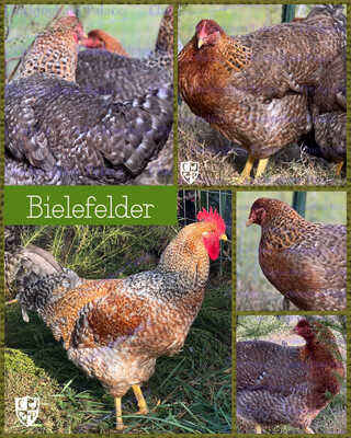Bielefelder Hatching Eggs