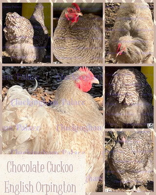 Chocolate Cuckoo English Orpington Hatching Eggs
