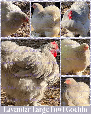 Lavender Large Fowl Cochin Hatching Eggs