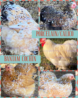 Porcelain Split to Calico Bantam Cochin Hatching Eggs