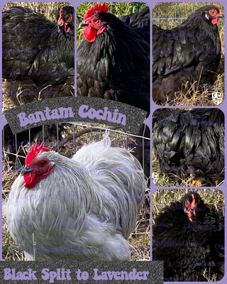 Black Split to Lavender Bantam Cochin Hatching Eggs
