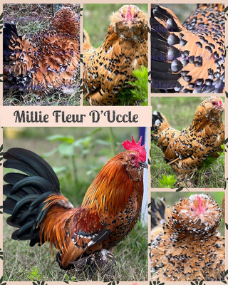 Millie Fleur D'Uccle Hatching Eggs