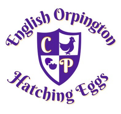 English Orpington Hatching Eggs