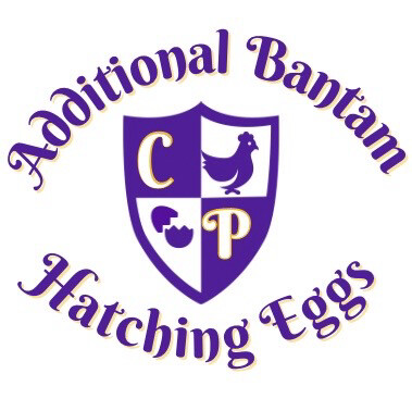 Additional Bantam Hatching Eggs