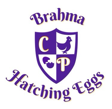 Brahma Hatching Eggs