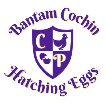 Bantam Cochin Hatching Eggs