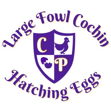 Large Fowl Cochin Hatching Eggs