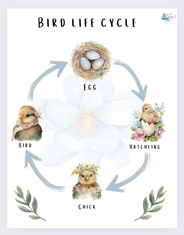 B is for bird introduction to the letter b workbook 