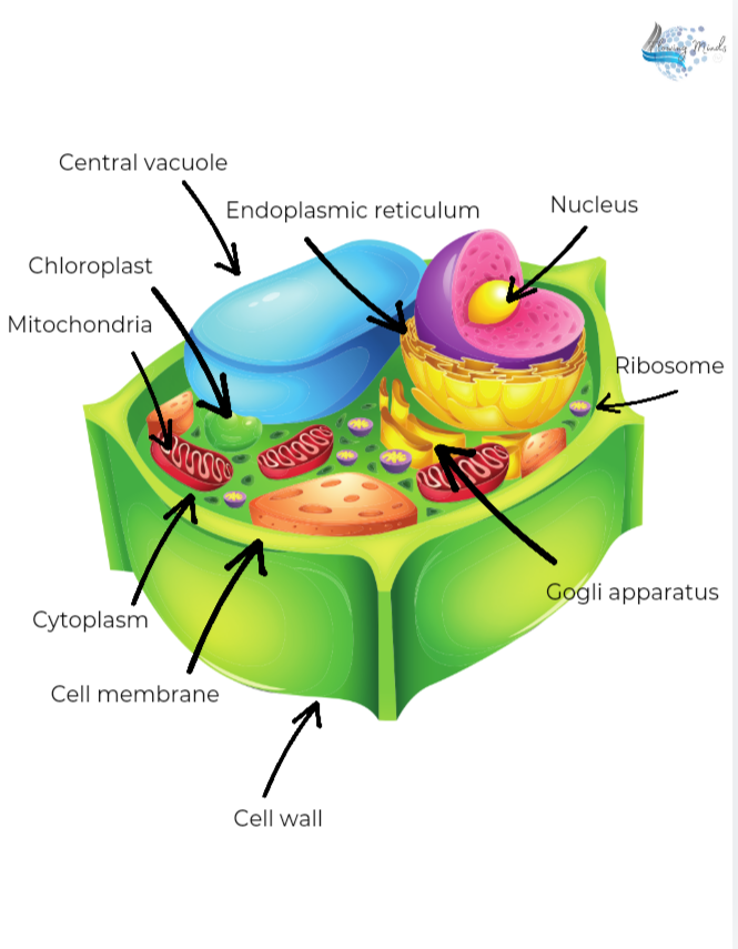 Middle school grade level biology all about the plant cell and it&#39;s organelles packet