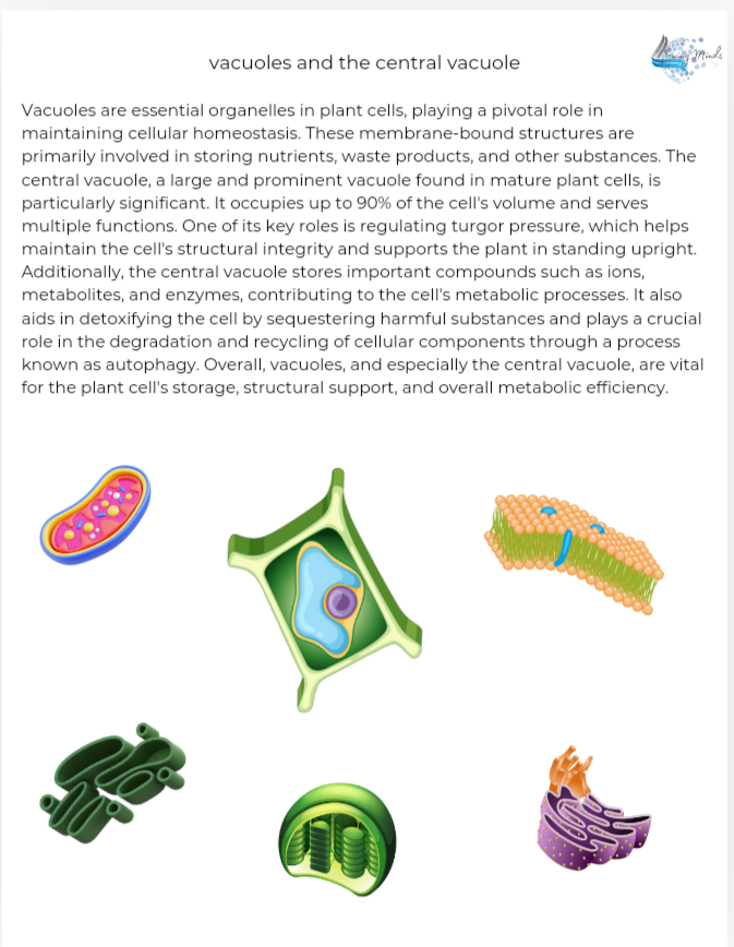 Middle school grade level biology all about the plant cell and it&#39;s organelles packet