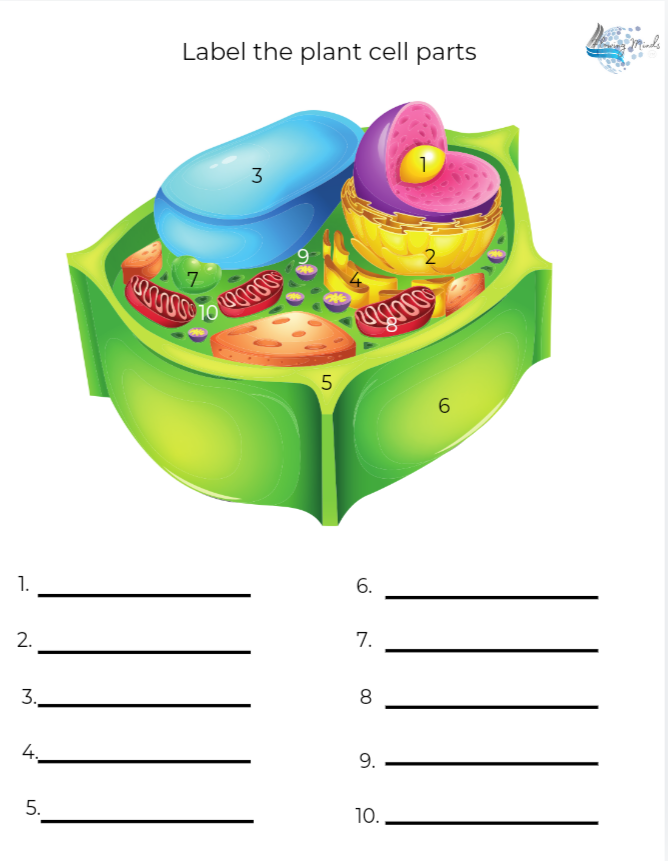 Middle school grade level biology all about the plant cell and it&#39;s organelles packet