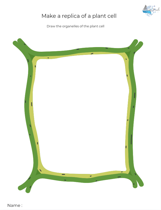 Middle school grade level biology all about the plant cell and it&#39;s organelles packet