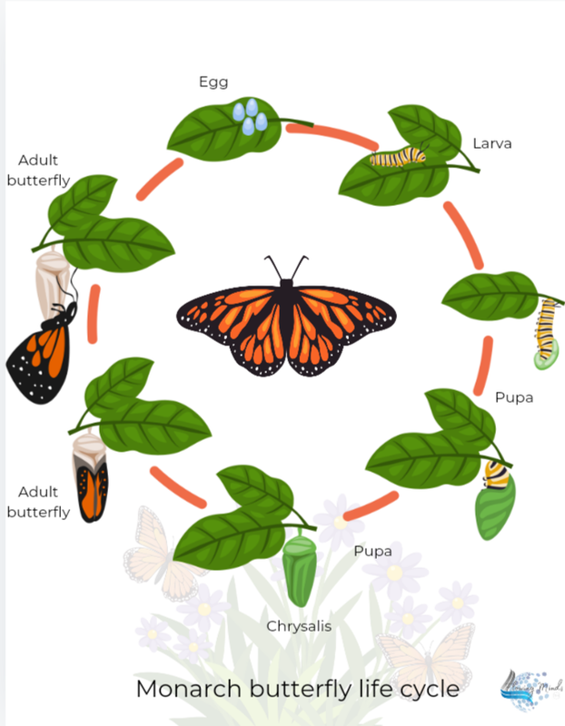 Monarch butterfly life cycle poster