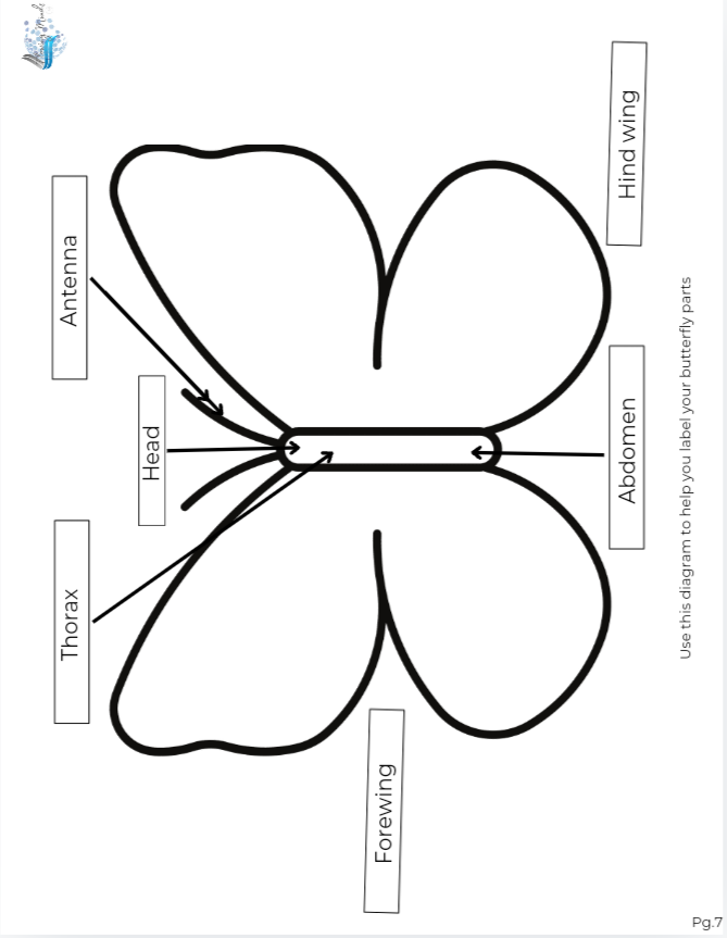 Monarch Butterfly anatomy diagram and worksheet