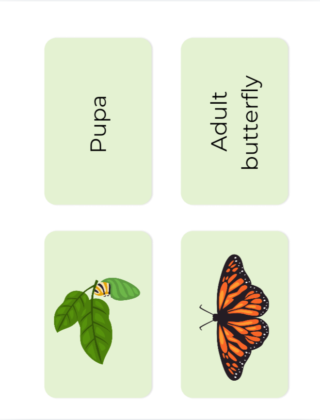 Butterflies of North America : The Monarch Butterfly  , symbiotic and mutualistic relationship&#39;s bundle