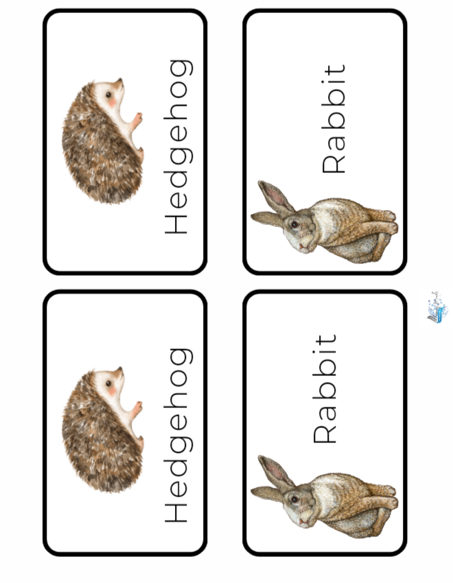 Animal Adaptations Introduction lesson