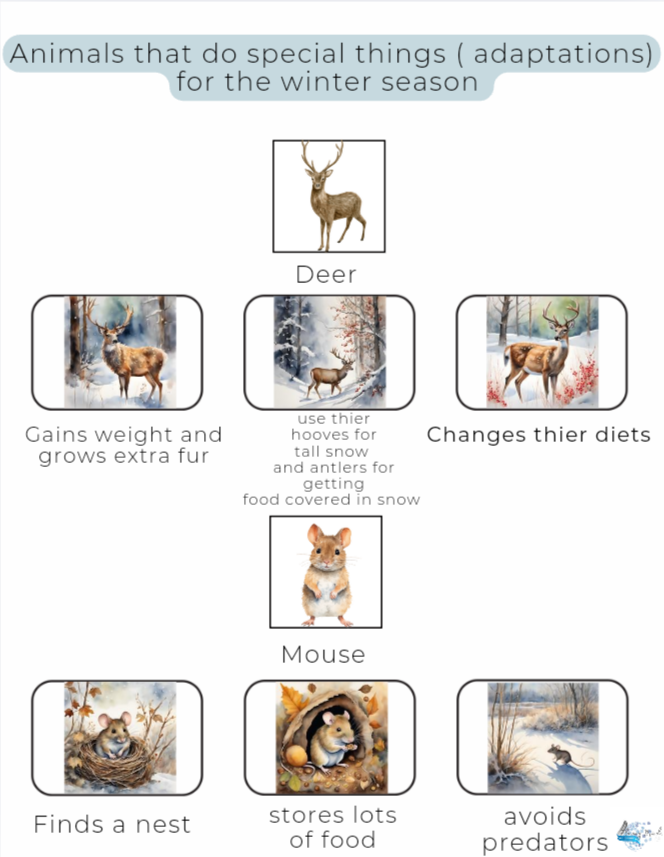 Animal Adaptations Introduction lesson
