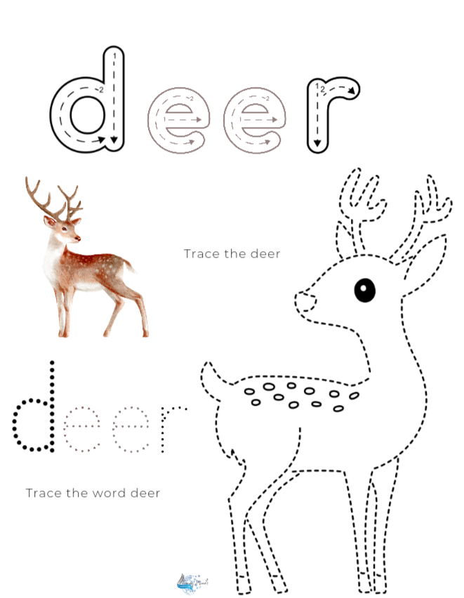 Animal Adaptations Introduction lesson