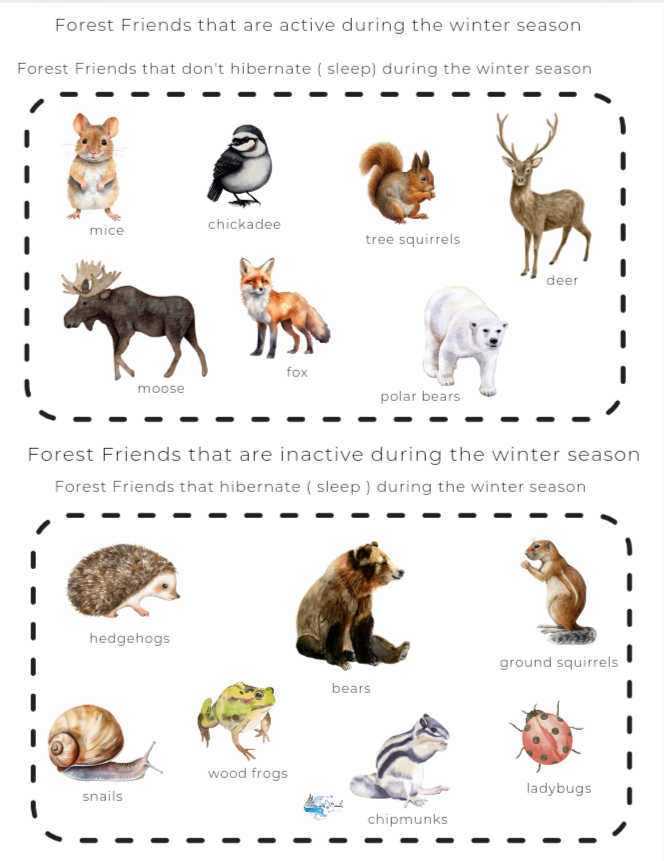 Animal Adaptations Introduction lesson