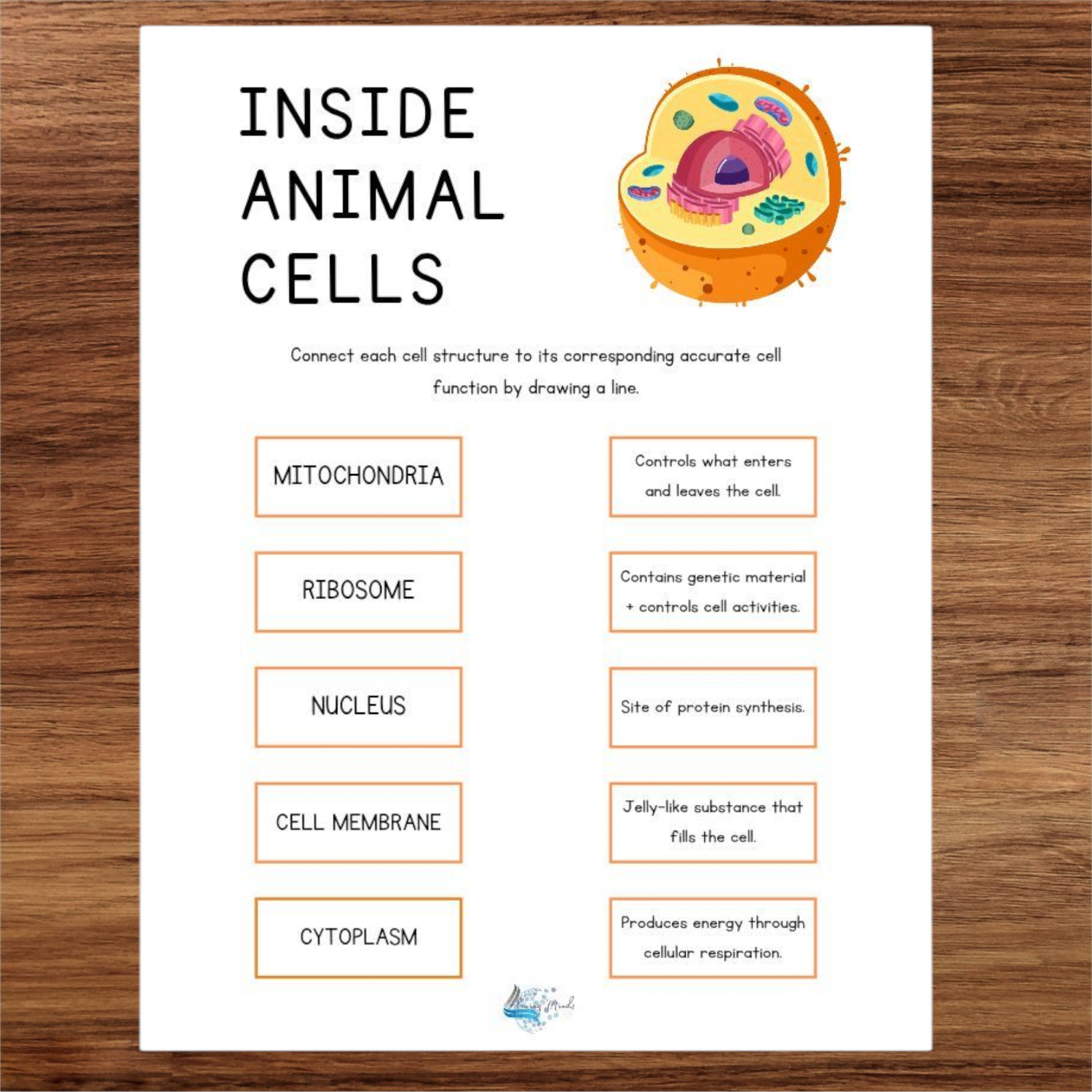 Animal cell worksheet 