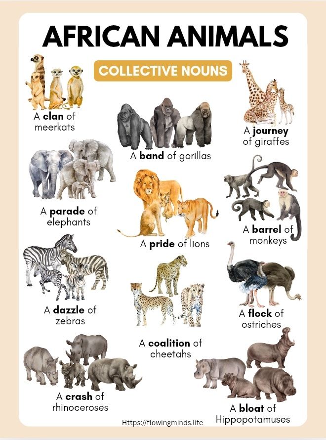 African animals Collective nouns poster