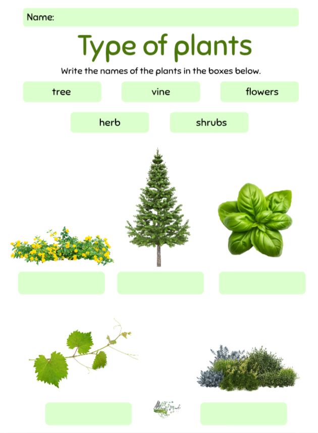 Types of plant activity