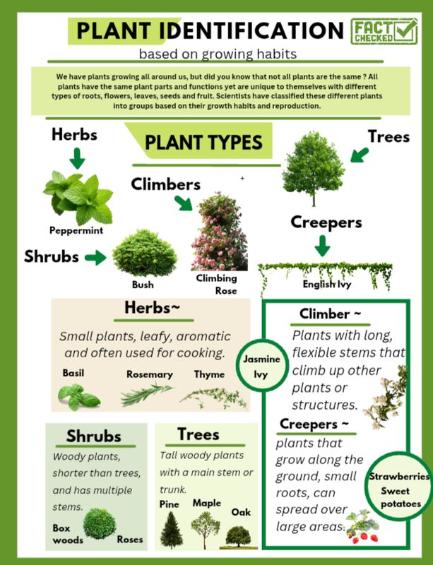 Plant identification informational poster/page 