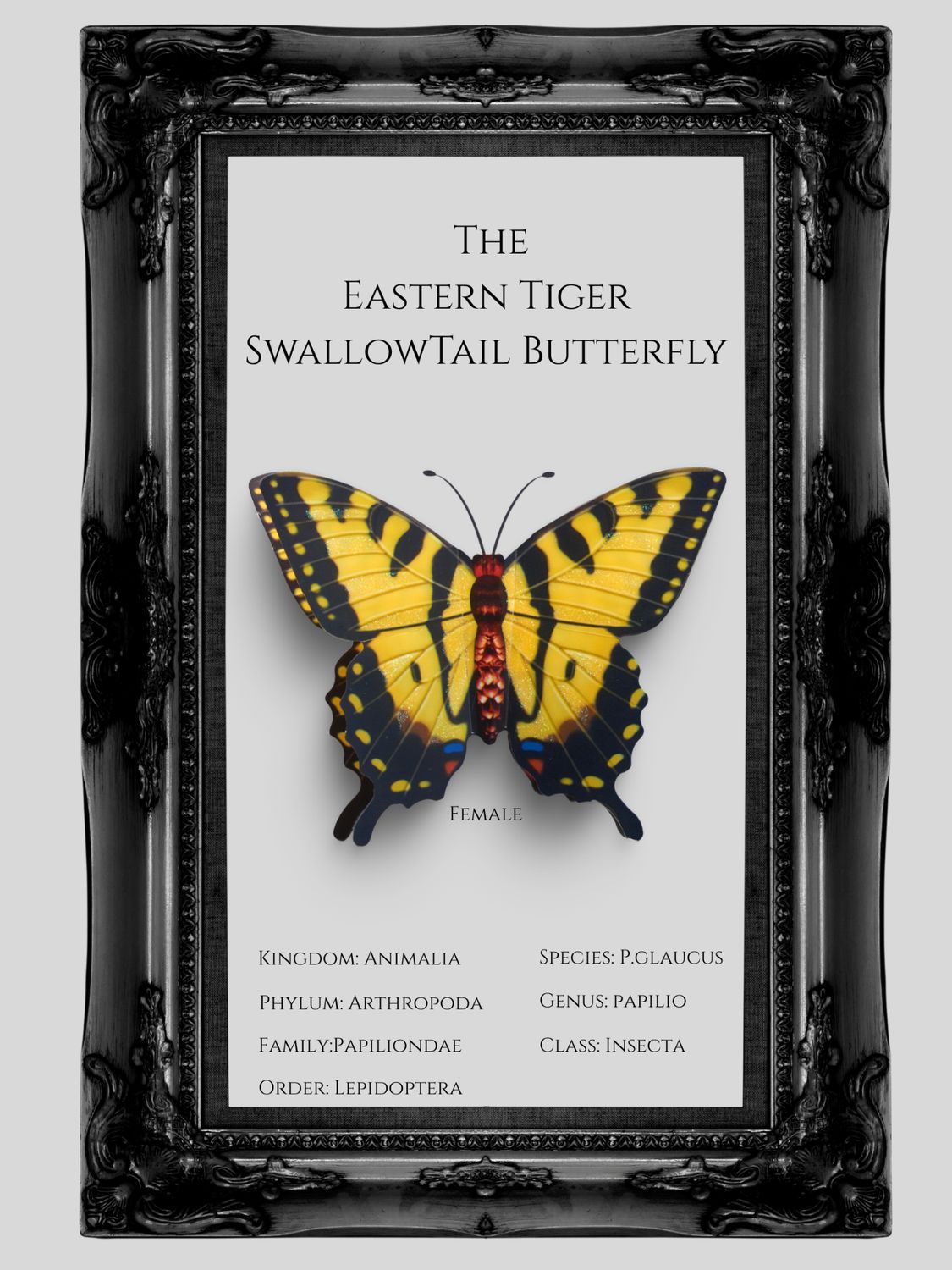The Eastern Tiger Swallowtail Butterfly Wall Art 