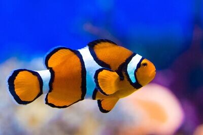 RS NEMO