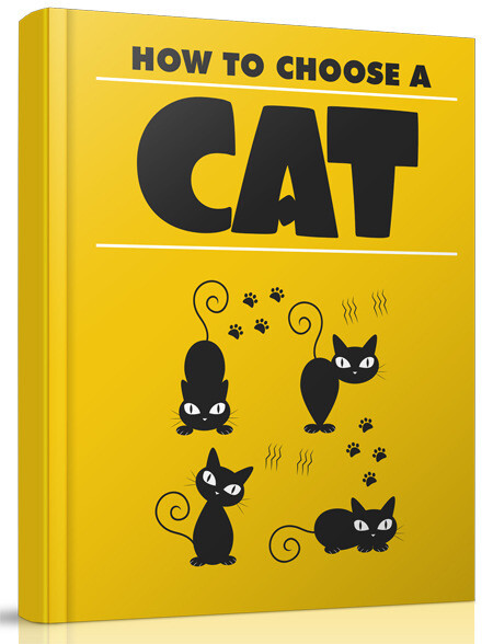 How to Choose A Cat