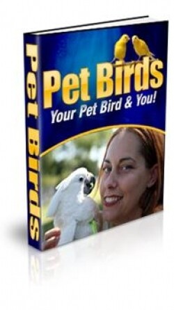 Pet Birds